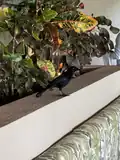 In the Dominican Republic