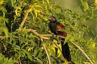 Perched on tree