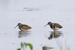 Male on left, female on right