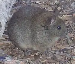 Brown rat