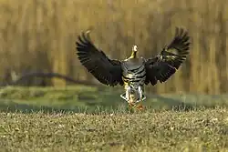 Greater white-fronted goose, Cona