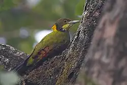 P. f. kumaonense in Uttarakhand, India