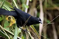 Grackle