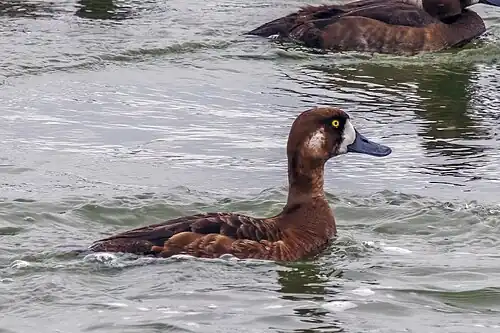A. m. marila female, Laxá River, Northeastern Iceland