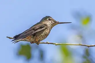 female