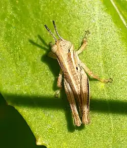 Nymph in New York