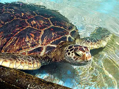Image 3 Green sea turtle More selected pictures