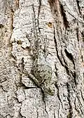 Green spiny lizard (S. malachiticus)