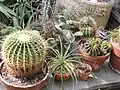 Cacti at the park, 2013