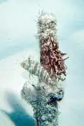 X. splendens