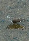 Wintering adult Bharathapuzha river Thrithala Palakkad, Kerala India