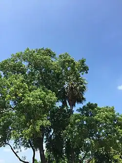 Green trees at Yadu's home
