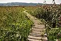 Path to the observation platform