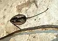 Dry seed pod