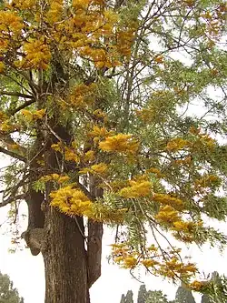 Flowering branches