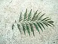 Leaf