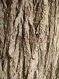 Trunk bark