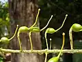 Unripe seed pods