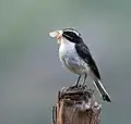 Male with the feed for juveniles at 8,000&nbsp;ft.in Kullu - Manali District of Himachal Pradesh, India