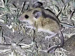 Brown and gray mouse
