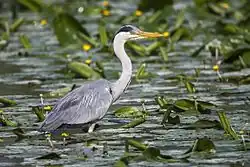 Grey heron, Torrile