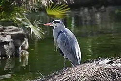 Grey heron, Madrid