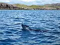 Grey seal near the island