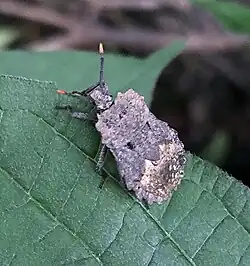 Photograph of a flat-bodied metallic gray bug with metallic brown hindquarters and dark antennae with orange tips, on a green leaf