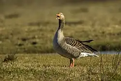 Greylag goose, Cona