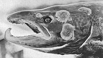 Image 44Salmon with fungal disease (from Marine fungi)