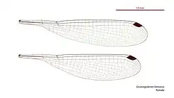 Female wings