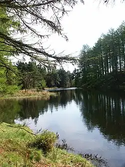 Grizedale Tarn