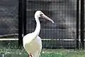 A captive Siberian crane in the Zoological park of Labenne, near Bayonne, France, 2019.