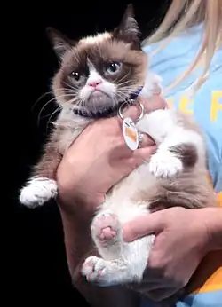 Two hands holding a small, brown and white cat. The cat has blue eyes and a noticeable underbite that gives it the appearance of having a grumpy face. On its collar is a tag with the logo of the Friskies cat food brand.