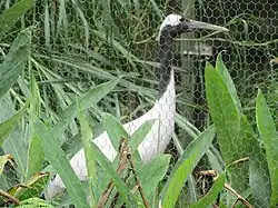 Red-crowned crane