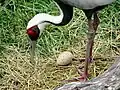 Adult and egg