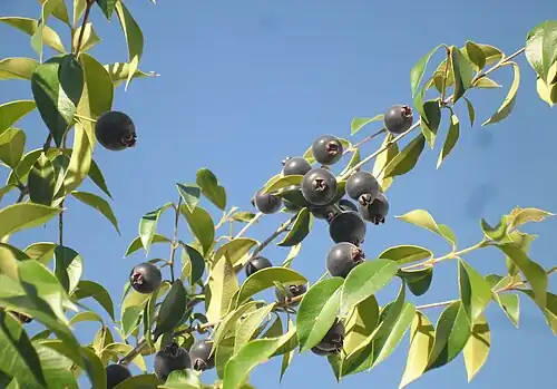 Fruits