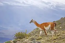 Torres del Paine, Chile