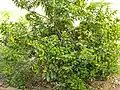 Guava tree in village farm