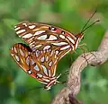 Fritillaries mating
