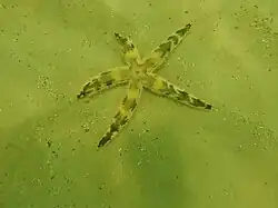 Luidia alternata