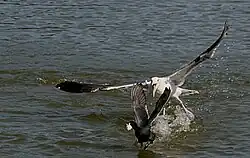 Western gull attacking an American coot. The gull is probably trying to steal food from the coot's bill.