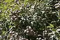 Corymbia capsules (fruit)
