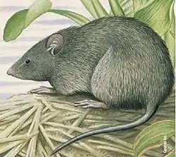 Drawing of gray rat