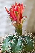Flower from the side