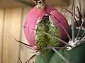 Fruit cracking open