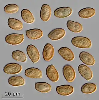 Spores