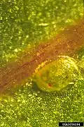 Egg