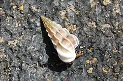 Picture of Gyroscala lamellosa