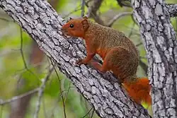 Brown squirrel